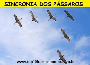 Sincronia dos pássaros