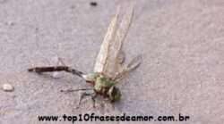 Assédio no meio dos insetos Assédio no meio dos insetos