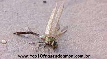 Assédio no meio dos insetos