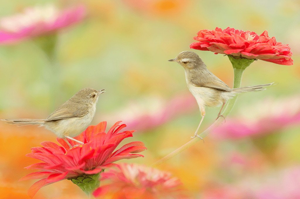Sincronia dos pássaros Sincronia dos pássaros