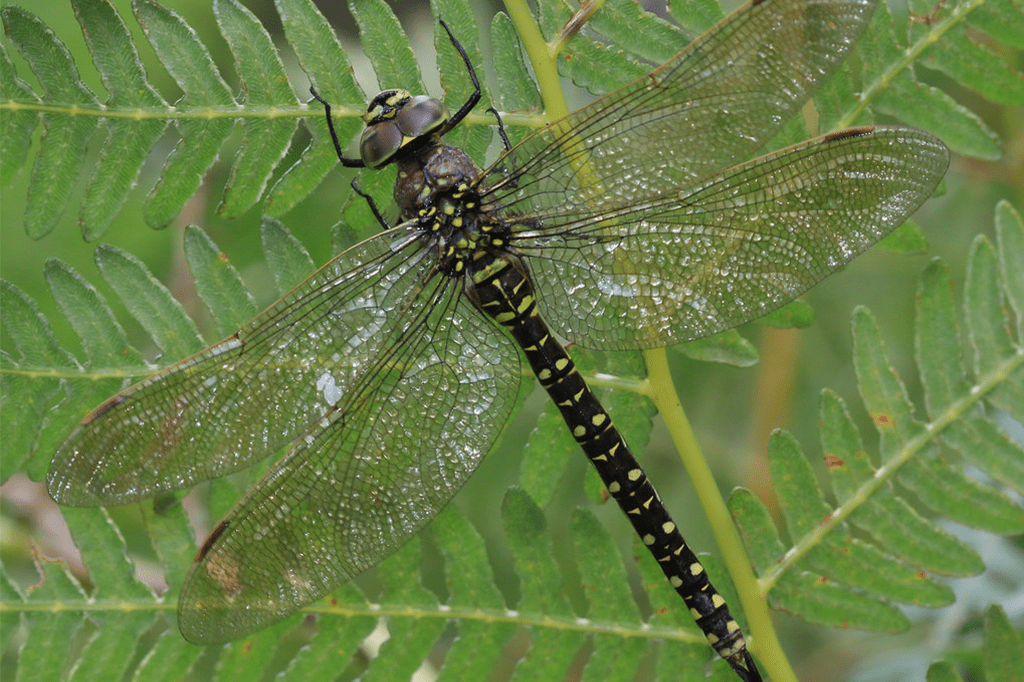 Assédio no meio dos insetos Assédio no meio dos insetos