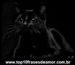 Gato preto Gato preto