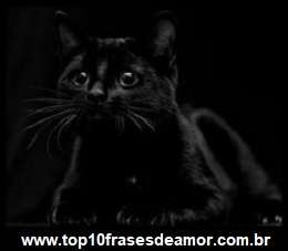 Gato preto