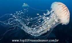 Queimadura na água Queimadura na água