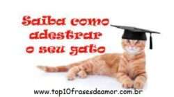 Adestre seu gato em casa Adestre seu gato em casa