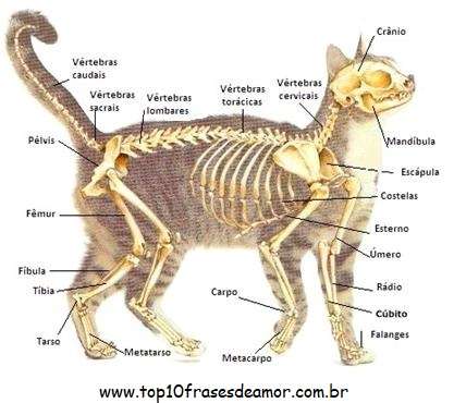 Anatomia do gato