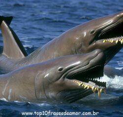 O som das baleias O som das baleias