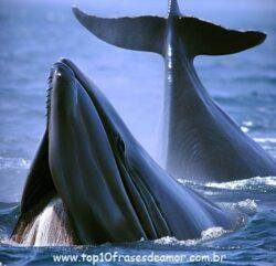 O som das baleias O som das baleias