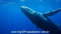 O som das baleias O som das baleias