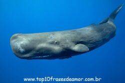 O som das baleias O som das baleias