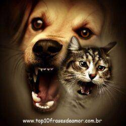 Briga de cão e gato Briga de cão e gato