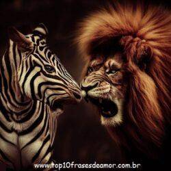 O Leão e a Zebra O Leão e a Zebra