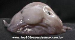 Peixes raros pelo mundo Peixes raros pelo mundo