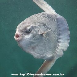 Peixes raros pelo mundo Peixes raros pelo mundo