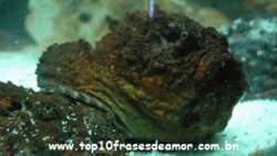 Peixes raros pelo mundo Peixes raros pelo mundo