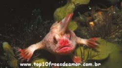 Peixes raros pelo mundo Peixes raros pelo mundo