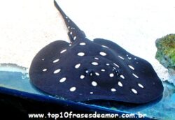 Peixes raros pelo mundo Peixes raros pelo mundo