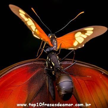 A formiga preguiçosa