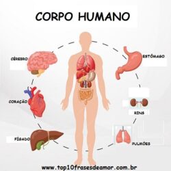 A importância dos órgãos A importância dos órgãos