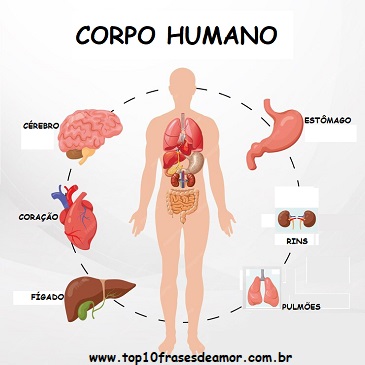 A importância dos órgãos